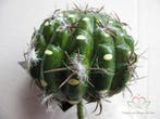 Cactus Small Ball Groen Latex Zijde per stuk, Ophalen of Verzenden, Nieuw