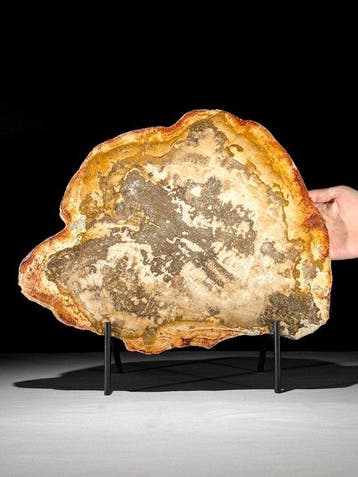 Indrukwekkende grote snede van versteend hout op een op maat