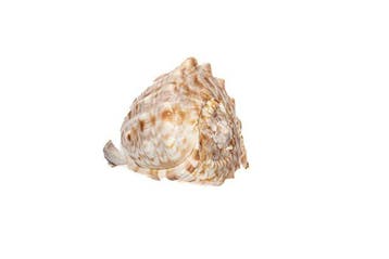 Donker patroon  GEM  Flammenhelmschnecke Taxidermie