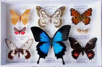 Vlinder Taxidermie volledige montage - Epiphora mythimnia