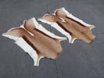 Pair South African Springbok Skins Taxidermie wandmontage -