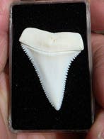 carharodon carcharias ( witte haai ) tand 36,8 mm.