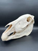 Burchell-zebra Schedel - Equus quagga - 26.5 cm - 47 cm - 18