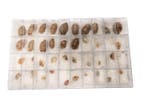 Kleine en fijne Kauri-schelpenverzameling. Skelet - Cypraea, Nieuw