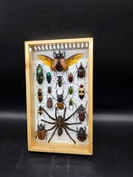 Lijst - Hout, Glas - XL - Echte insecten