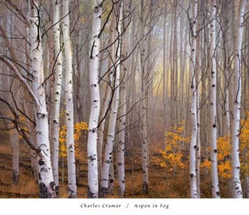 Kunstdruk Charles Cramer - Aspen in Fog 76x66cm, Verzenden, Nieuw