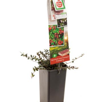 Cranberry container (P11) Roze, Verzenden