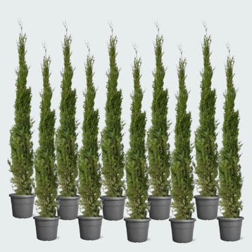 Green Bubble - 10x Cupressus Leylandii - 160cm - Ø30 cm, Tuin en Terras, Planten | Tuinplanten, Ophalen of Verzenden