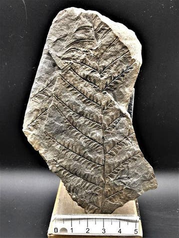 Varen - Gefossiliseerde plant - Alethopteris lonchitica