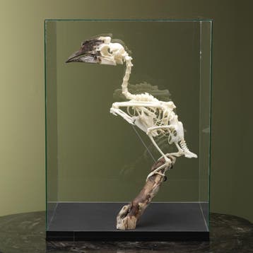 Trompetneushoornvogel V Skelet, Ophalen of Verzenden, Nieuw, Vogel, Opgezet dier
