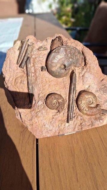 Ammoniet - Fossiele sterfteplaat - 17 cm - 16 cm (Zonder