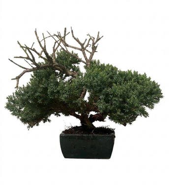 Jeneverbes bonsai (Juniperus) - Hoogte (boom): 21 cm -