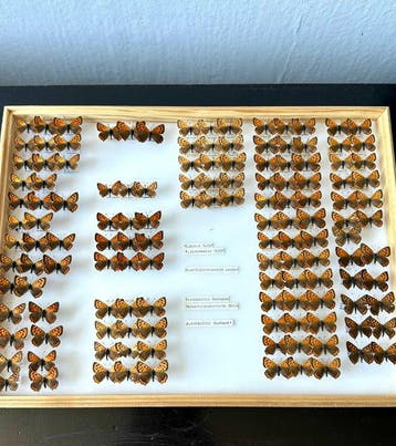 Historische Vormenstudie Lycaena phlaeas - 73 ex. Kleine, Nieuw