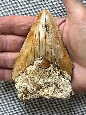 Megalodons tand 11,1 cm - Fossiele tand - Carcharocles, Verzamelen, Mineralen en Fossielen