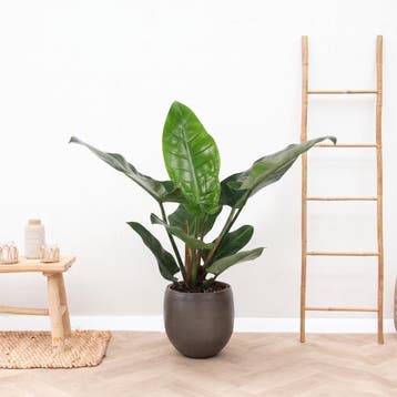 Green Bubble - Philodendron Green Beauty - 60cm - Ø19 cm, Ophalen of Verzenden