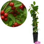 Psidium cattleianum Red + pot 17cm, Verzenden, Volle zon
