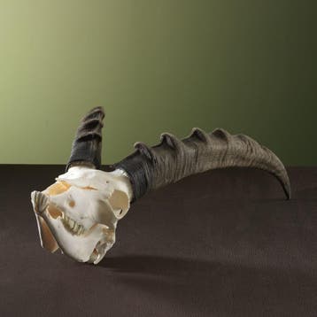 Steenbok Ibex Schedel Taxidermie Opgezette Dieren By Max, Ophalen of Verzenden, Nieuw, Wild dier, Opgezet dier