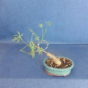 Vitis tuberosa - Hoogte (boom): 22 cm - Diepte (boom): 12 cm