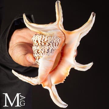 Lambis-schelp - De “Spider Conch” Harpago Chiragra