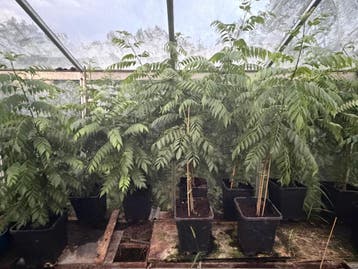 Unieke Curryblad plant (Murraya koenigii) – 2 jaar oud – 120, Volle zon, Ophalen of Verzenden, Zomer, Groenteplanten