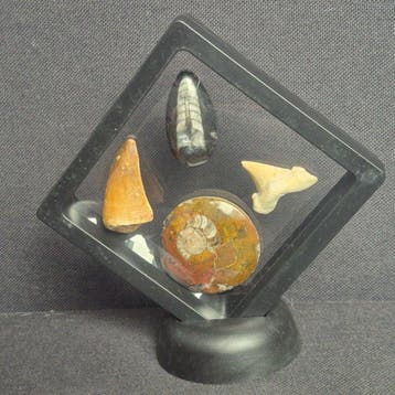 Fossiel - Fossiele tand - Bijzondere set van 4 unieke, Antiek en Kunst