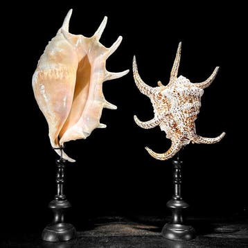 Prachtige set van twee spider conch-schelpen op op maat