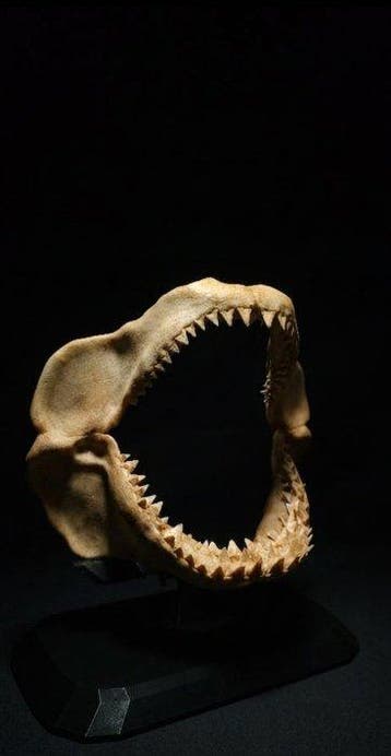 Megalodon Taxidermie replica montage - Megalodon Shark Jaw