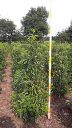 Prunus Lusitanica Angustifolia Portugese Laurier haagplant, Verzenden, Laurier, Haag, 250 cm of meer