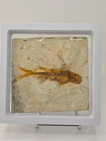 Vis - Gefossiliseerd dier - Lycoptera - 11 cm (Zonder