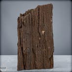 Natuurlijk feeënhout-kristalliseerd versteend hout uit, Verzamelen, Mineralen en Fossielen