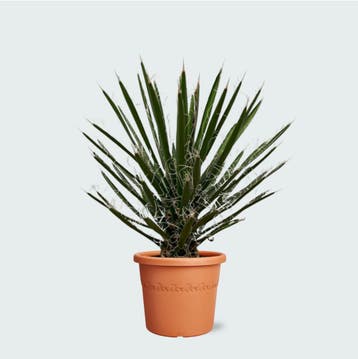 Green Bubble - Yucca Filifera - 90cm - Ø26 cm, Ophalen of Verzenden