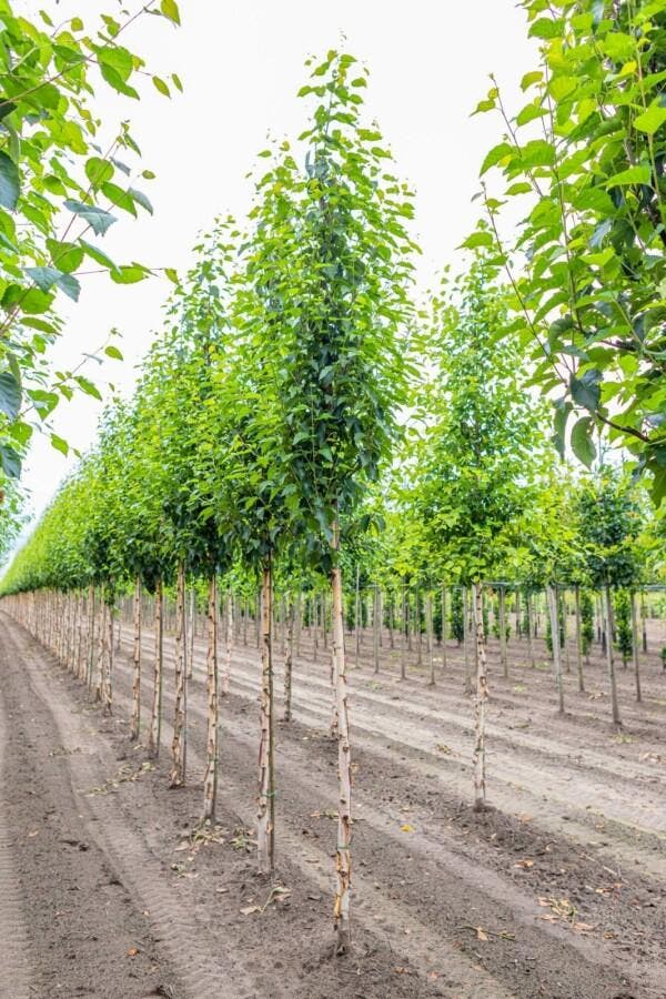 Betula utilis Fascination hoogstam 20/25, Tuin en Terras, Planten | Tuinplanten