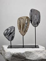 Orthoceras - Gefossiliseerd dier (Zonder minimumprijs)