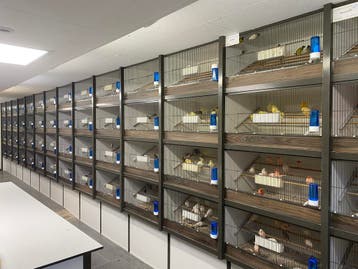 Beginnen met het houden van vogels?, Dieren en Toebehoren, Vogels | Overige Vogels