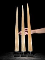 GEEN MINIMUMPRIJS - Prachtige set van 3 slagtanden van