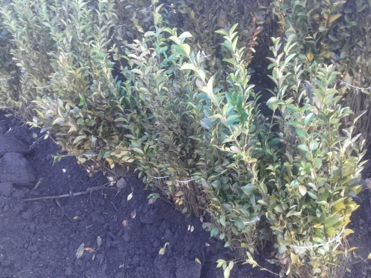 Liguster Ligustrum ovalifolium Ligusterhaag  Bonte Liguster, Tuin en Terras, Planten | Bomen, Ophalen of Verzenden