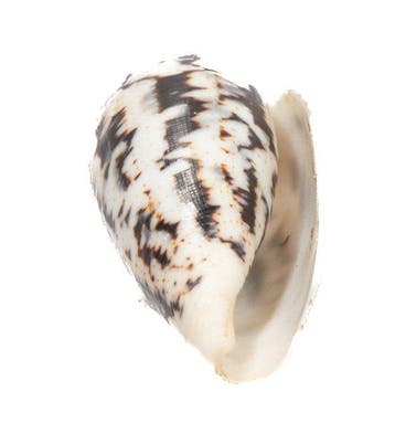 Reus van zijn soort: Conus magus (61 mm) uit de Filipijnen, Verzamelen, Nieuw