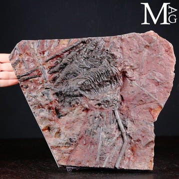 Crinoïde fossiel specimen op plaat - Scyphocrinites Elegans