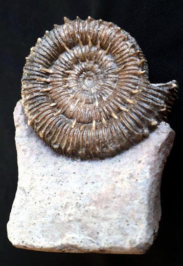 Porpoceras op gangue - Gefossiliseerde schelp - Porpoceras, Verzamelen
