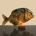 Piranha Taxidermie volledige montage - Pygocentrus Nattereri