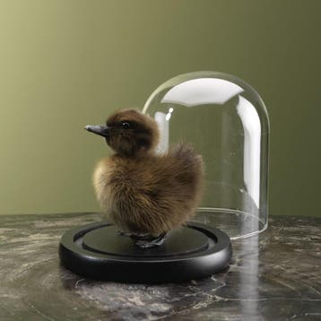 Bruin Eendje in Stolp Taxidermie Opgezette Dieren By Max, Ophalen of Verzenden, Nieuw, Vogel, Opgezet dier