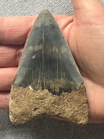 Megalodon-tand 9,6 cm - Fossiele tand - Carcharocles