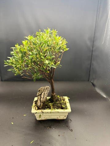 Japanese holly bonsai (Ilex crenata) - Hoogte (boom): 30 cm