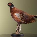 Fazant Taxidermie Opgezette Dieren By Max, Verzamelen, Ophalen of Verzenden, Nieuw, Vogel, Opgezet dier