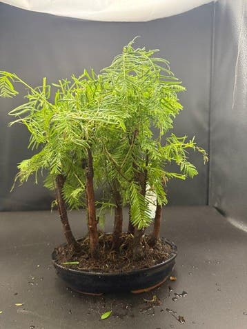 Moerascipres bonsai (Taxodium distichum) - Hoogte (boom): 30
