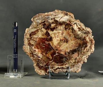 Mooi en decoratief versteend hout op een standaard -