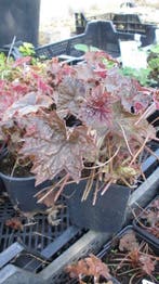 Heuchera Palace Purple / Leuchtkafer purpurklokje, Tuin en Terras, Planten | Tuinplanten, Ophalen of Verzenden, Zomer, Vaste plant