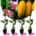 Passiflora tarminiana + pot 9cm 4 pcs, Verzenden, Volle zon