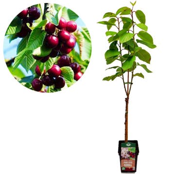 kersenboom Prunus avium Kordia + Pot 23cm, Verzenden, Volle zon
