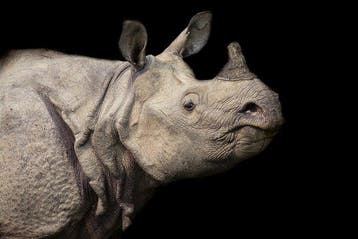 Marco Simoni -  Rhinoceros unicornis